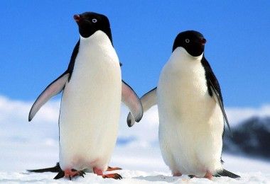пингвины Адели