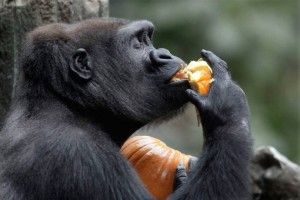 горилла обезьяна примат