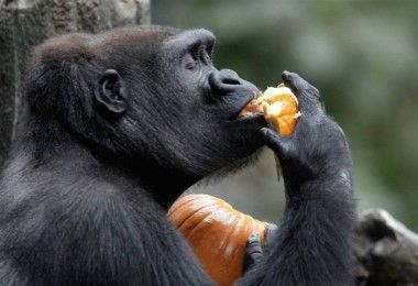 горилла обезьяна примат