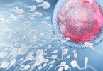 сперматозоиды яйцеклетка медицина оплодотворение