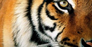 тигр животное