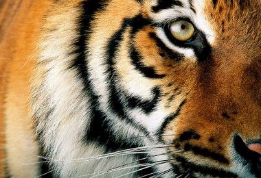 тигр животное