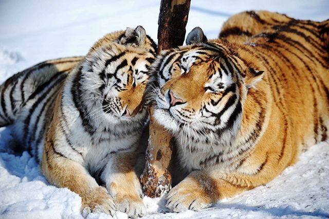 HARBIN, March 22, 2013  Siberian tigers frolic in the Siberian Tiger Park, world's largest Siberian tiger artificial breeding base, in Harbin, capital of northeast China's Heilongjiang Province, March 22, 2013. Siberian tigers, also known as Amur or Manchurian tigers, mainly live in east Russia, northeast China and northern part of the Korean Peninsula. (Xinhua/Wang Jianwei) (Credit Image: ?© Wang Jianwei/Xinhua/ZUMAPRESS.com)