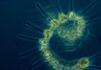 Phytoplankton