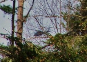 бриждоутерский треугольник