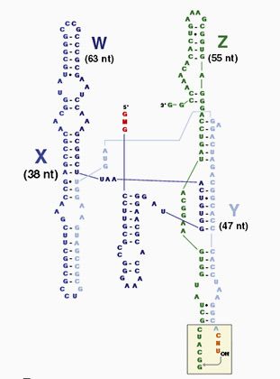 Структура рибозима бактерии Azoarcus. Красным обозначен фрагмент IGS Изображение: Jessica A. M. Yeates et al. Department of Chemistry, Portland State University.