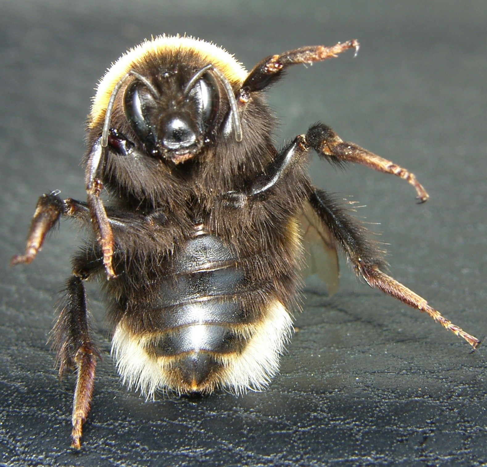 Пчела разбор. Шмель Земляной Bombus terrestris. Степной Шмель Bombus fragrans. Перепончатокрылые Шмель. Шмель Бомбус аффинис.