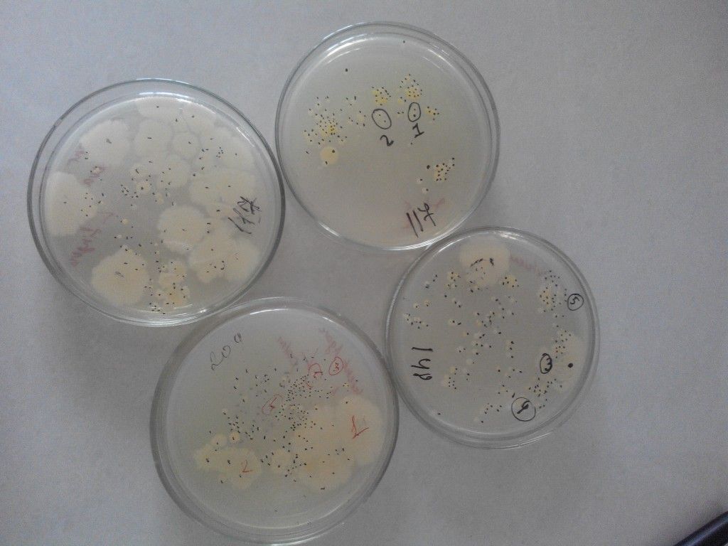 4 чашки Петри с выращенными колониями микроорганизмов. 