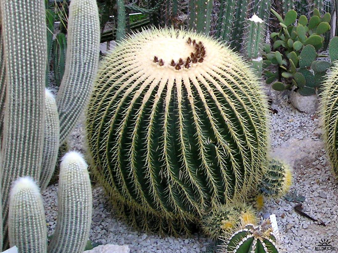 опунция мраморная. кактусовые кактусы. качества кактуса. кактус торн. опунция линдхеймера.