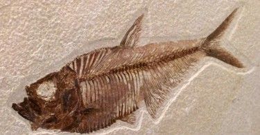 рыба палеонтология останки