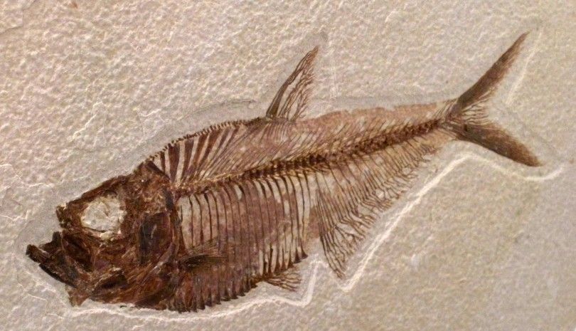 рыба палеонтология останки