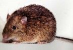 рюкийская колючая мышь
