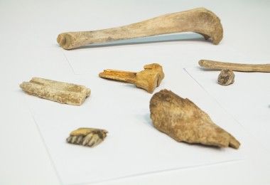 кости археология