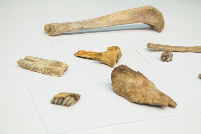 кости археология