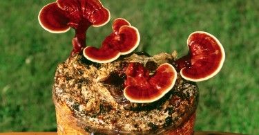 гриб гриб-базидиомицет Ganoderma lucidum