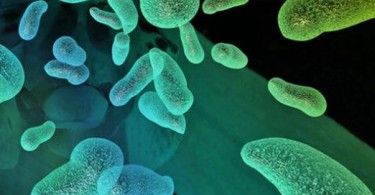 микроб пробиотик бактерия