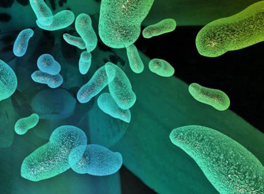 микроб пробиотик бактерия