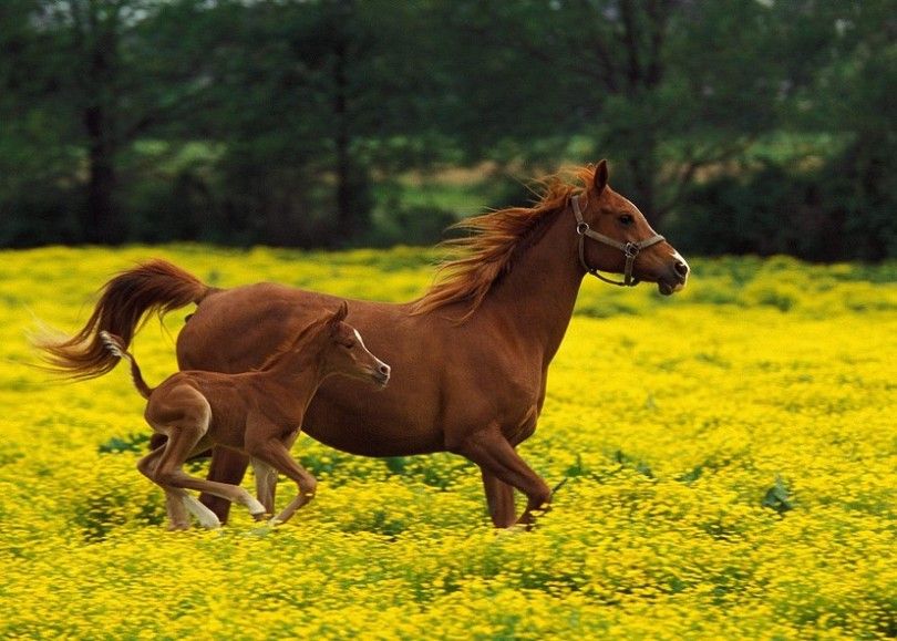 лошадь конь коняшка жеребёнок