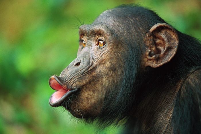 шимпанзе обезьяна животное