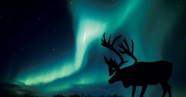 Северное сияние северный олень экология