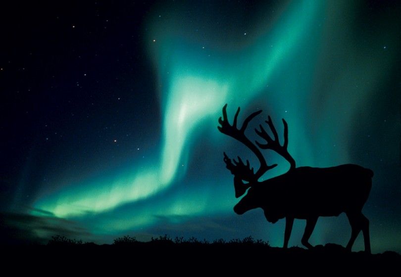 Северное сияние северный олень экология