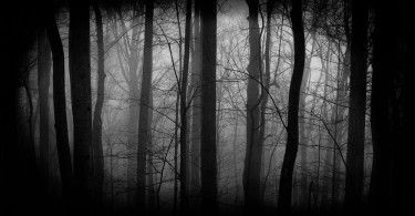 лес мрачность жуть