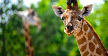 жираф животное зоо