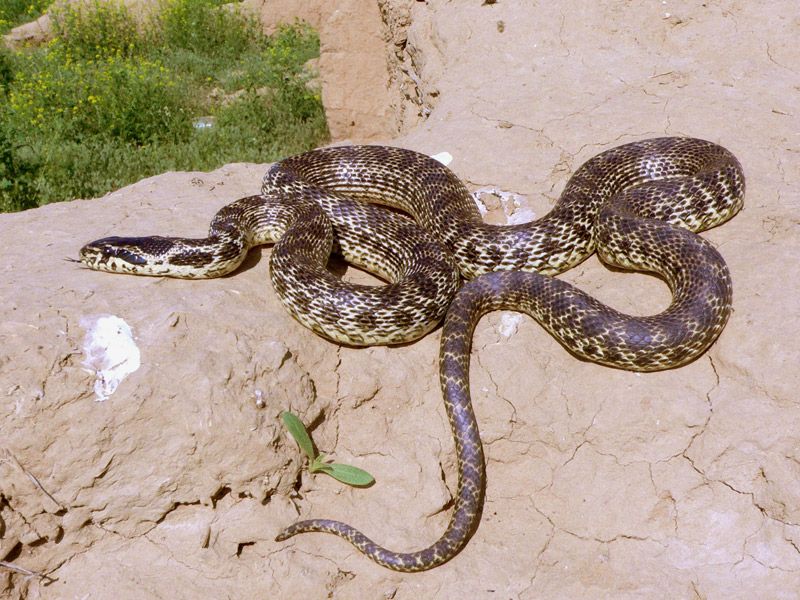 Змеи Казахстана змея