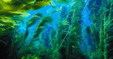водоросли вода море океан