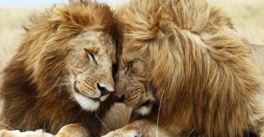 лев львы животные