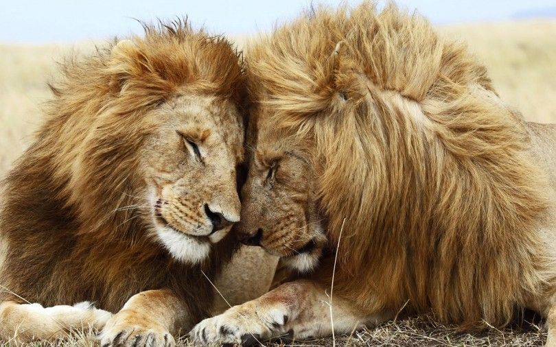 лев львы животные