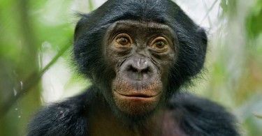 обезьяна бонобо