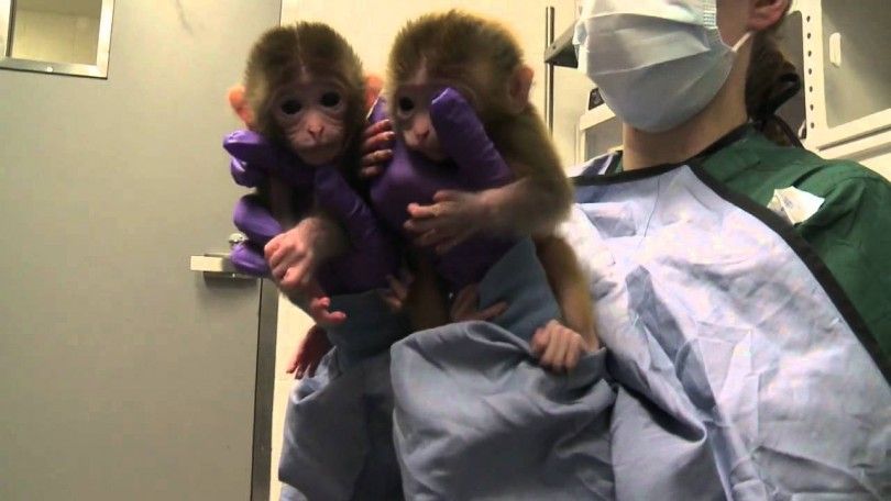 клонированные обезьяны Жон Жон и Хуа Хуа