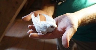 стриж альбинос птица руки