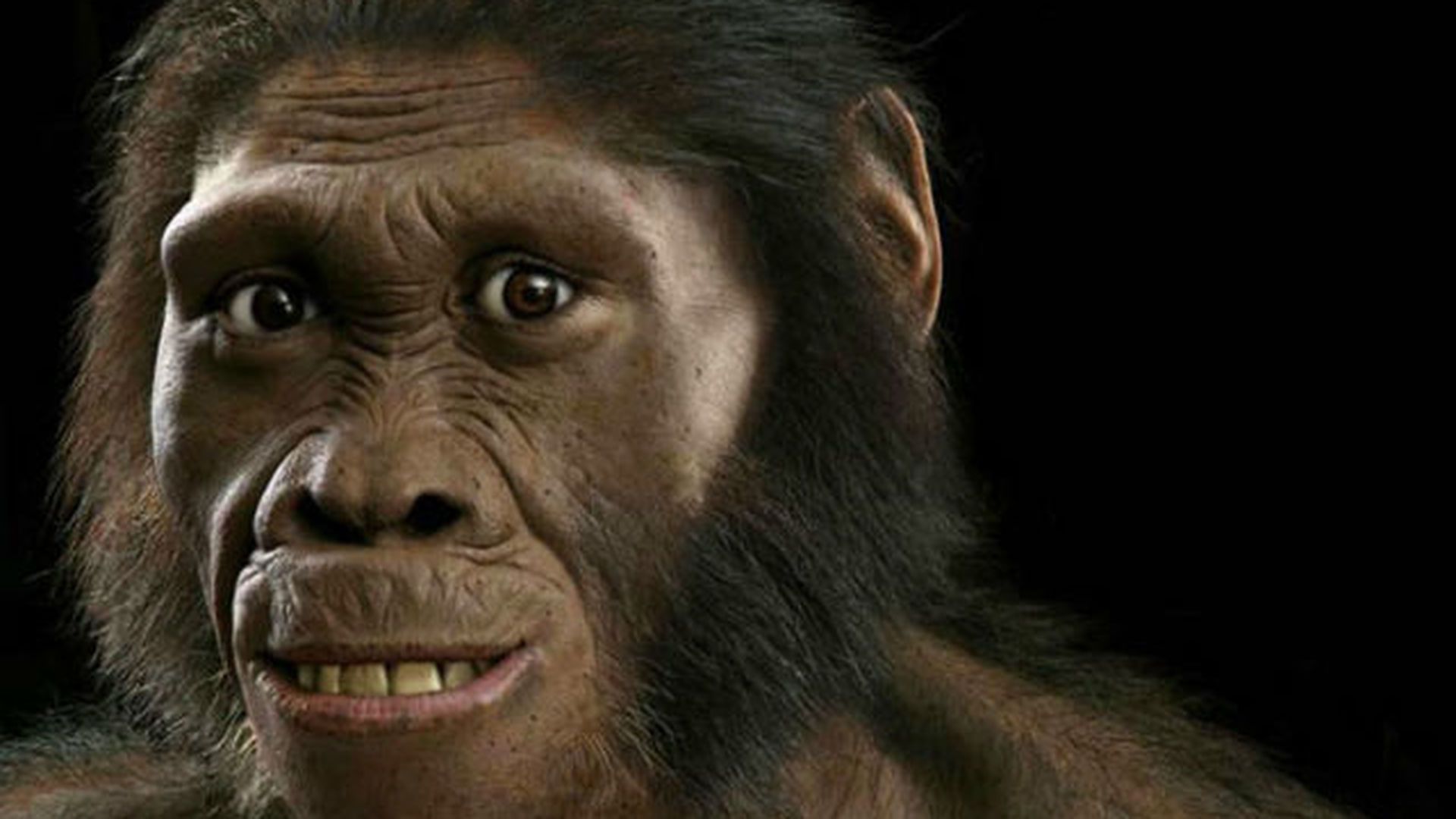 Человек обезьяна название. Homo habilis и австралопитек. Хомо хабилис. Австралопитеки гоминид.